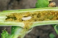 Larva of Ceutorhynchus napi Cabbage Stem Weevil.