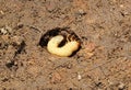 Chafer Larva in Excavated Soil Royalty Free Stock Photo