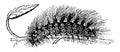 Larva of Chelonia Caja vintage illustration