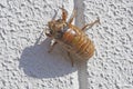 Larva of a cicada Royalty Free Stock Photo