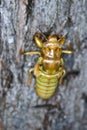 The larva of a cicada Royalty Free Stock Photo