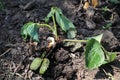 Larva of cockchafer beetle has eaten strawberry bush. Royalty Free Stock Photo