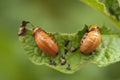 Larva of the Colorado beetle - leptinotarsa decemlineata agriculture potato