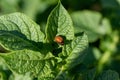 Larva of a Colorado potato beetle crawls on a potato leaf. Protecting agricultural plants from bugs