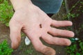 Larva Colorado potato beetle on a hand Royalty Free Stock Photo