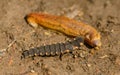 Larva of common glow-worm Lampyris noctiluca feeding on a slug Royalty Free Stock Photo