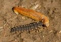 Larva of common glow-worm Lampyris noctiluca feeding on a slug