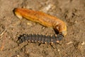 Larva of common glow-worm Lampyris noctiluca feeding on a slug