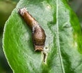 Larva of common swallowtail butterfly,selective focus on subject, India.