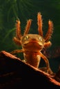 Larva crested newt amphibian water salamander