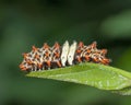 Larva of Cyclosia midama, Zygaenidae, Garo Hills, Meghalaya, India