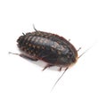 Larva of Death`s head cockroach Blaberus craniifer on white Royalty Free Stock Photo