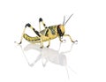 Larva of Desert Locust against white background Royalty Free Stock Photo