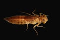 Larva of dragonfly isolated on black Royalty Free Stock Photo