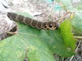 Larva elephant hawk moth Deilephila elpenor eats a green leaf of grapes