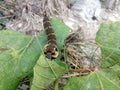 Larva elephant hawk moth Deilephila elpenor eats a green leaf of grapes