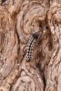 African Emperor Caterpillar