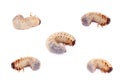 Larva of European rhinoceros beetle on white Royalty Free Stock Photo