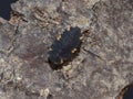 Larva of the false ladybird beetle endomychus coccineus