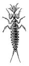 Larva of Galerita Lecontei vintage illustration