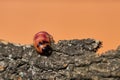 Larva of a goat moth on the bark of a tree Royalty Free Stock Photo