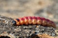 Larva of a goat moth on the bark of a tree