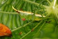 Larva of grasshopper family Conocephalinae.