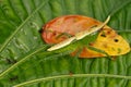 Larva of grasshopper family Conocephalinae.