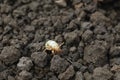 larva of Gryllotalpa gryllotalpa or European mole cricket digging ground in close up Royalty Free Stock Photo