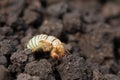 larva of Gryllotalpa gryllotalpa on excavated soil. Pest of garden plan