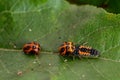 Larva of a Harlequin ladybird beetle, Harmonia axyridis, eating a pupa stage larva of the same species Royalty Free Stock Photo