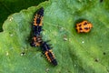 Larva of a Harlequin ladybird beetle, Harmonia axyridis, eating a larva about to change to pupa stage of the same species Royalty Free Stock Photo