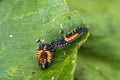 Larva of a Harlequin ladybug beetle, Harmonia axyridis, eating a larva about to change to pupa stage of the same species Royalty Free Stock Photo