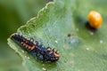 Larva of a Harlequin ladybug beetle, Harmonia axyridis, eating a larva about to change to pupa stage of the same species Royalty Free Stock Photo