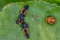 Larva of a Harlequin ladybug beetle, Harmonia axyridis, eating a larva about to change to pupa stage of the same species Royalty Free Stock Photo