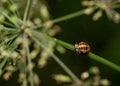 Larva of a Harlequin Ladybug on a grass stem in the forest Royalty Free Stock Photo