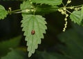 Larva of a Harlequin Ladybug on a nettle leaf in the forest in summer Royalty Free Stock Photo
