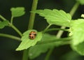 Larva of a Harlequin Ladybug on a nettle leaf in the forest in summer Royalty Free Stock Photo