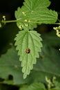 Larva of a Harlequin Ladybug on a nettle leaf in the forest Royalty Free Stock Photo