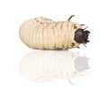 Larva of a Hercules beetle Dynastes hercules