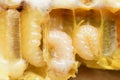 Larva Honey Bee in beehive.