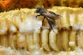 Larva Honey Bee in beehive.