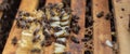 Larva Honey Bee and bees in Bee hive