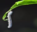 Larva Hymenoptera