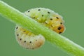 Larva of Hymenoptera on plant