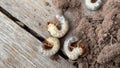 The larva of important pest of plant, grub of May beetle Common Cockchafer or May Bug Melolontha melolontha, close up of white Royalty Free Stock Photo