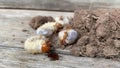 The larva of important pest of plant, grub of May beetle Common Cockchafer or May Bug Melolontha melolontha, close up of white Royalty Free Stock Photo