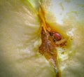 Larva inside chopped apple