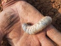 Larva of Japanese rhinoceros beetle.