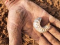 Larva of Japanese rhinoceros beetle.